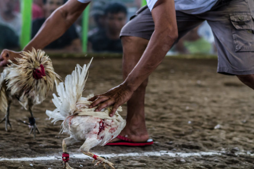 Tips Memilih Ayam Terbaik Untuk Aduan